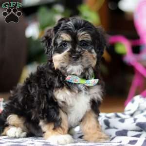 Titus, Shih-Poo Puppy